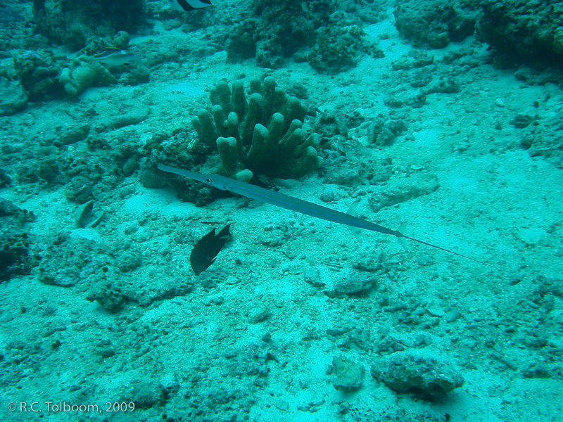 Sipadan and Mabul diving