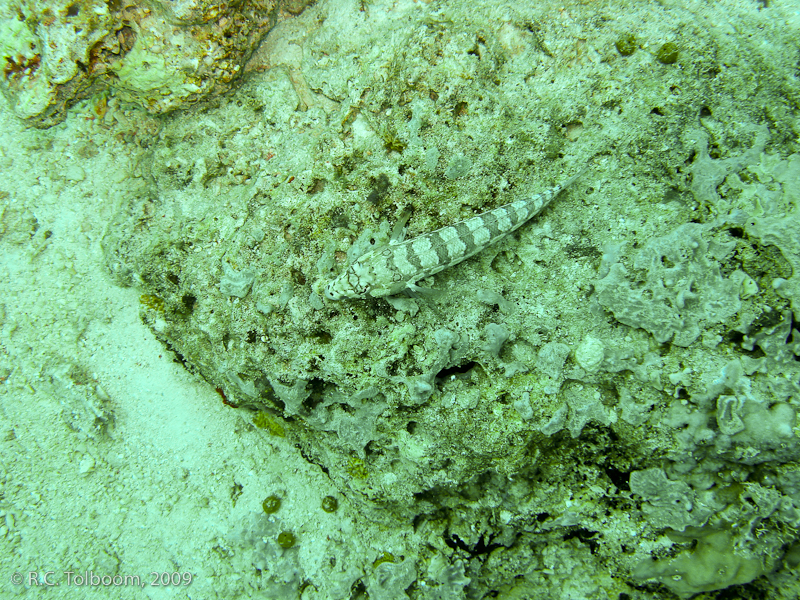 Sipadan and Mabul diving