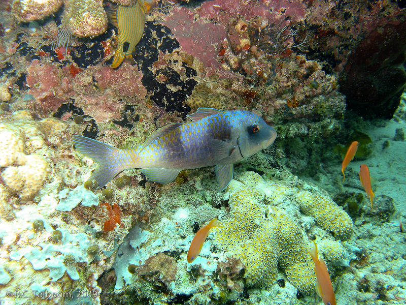 Sipadan and Mabul diving