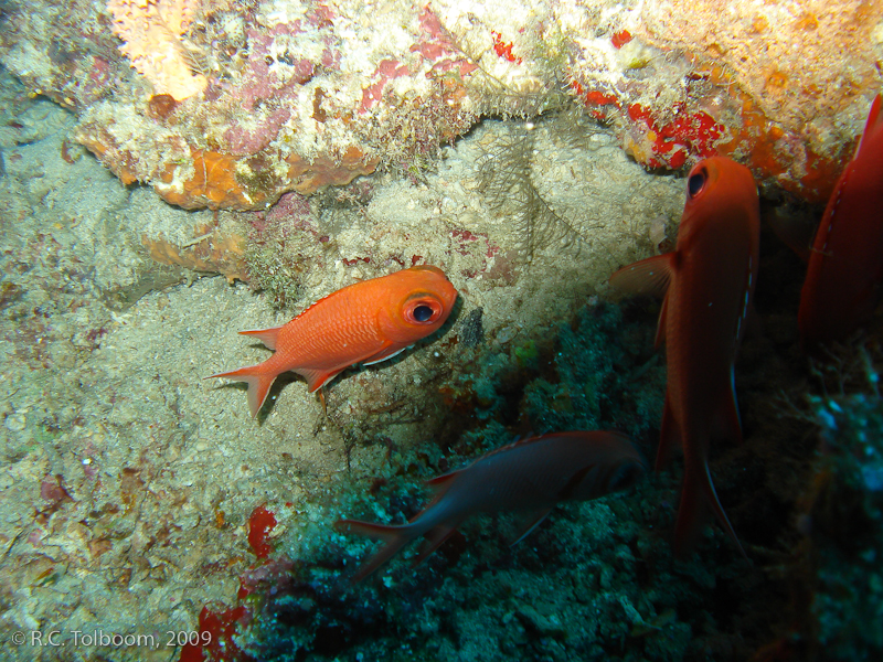 Sipadan and Mabul diving