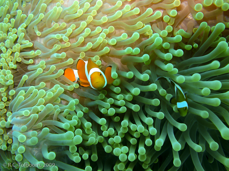 Sipadan and Mabul diving