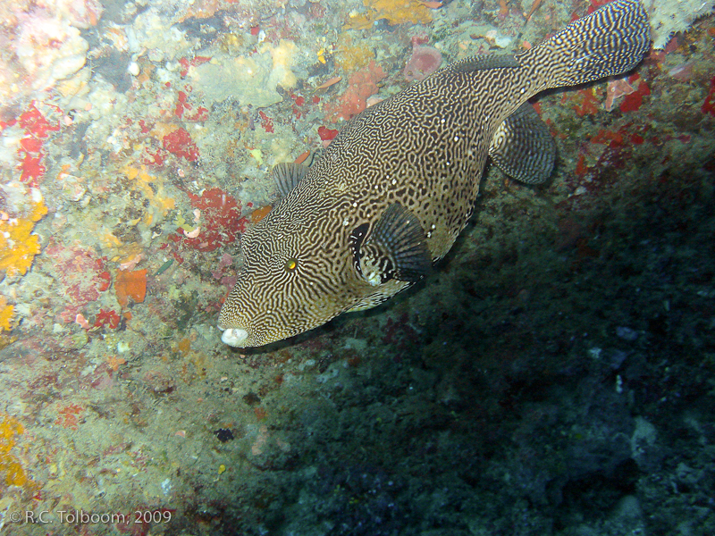 Sipadan and Mabul diving