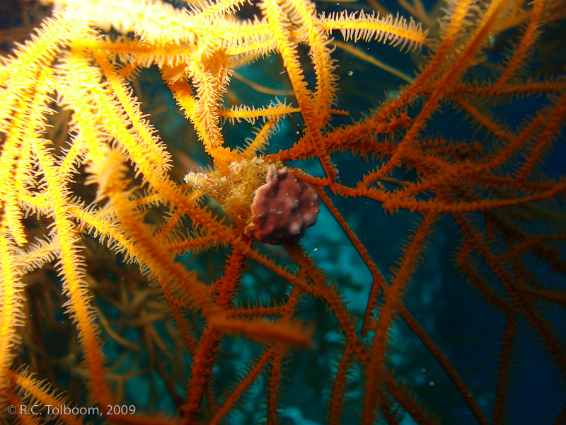 Sipadan and Mabul diving