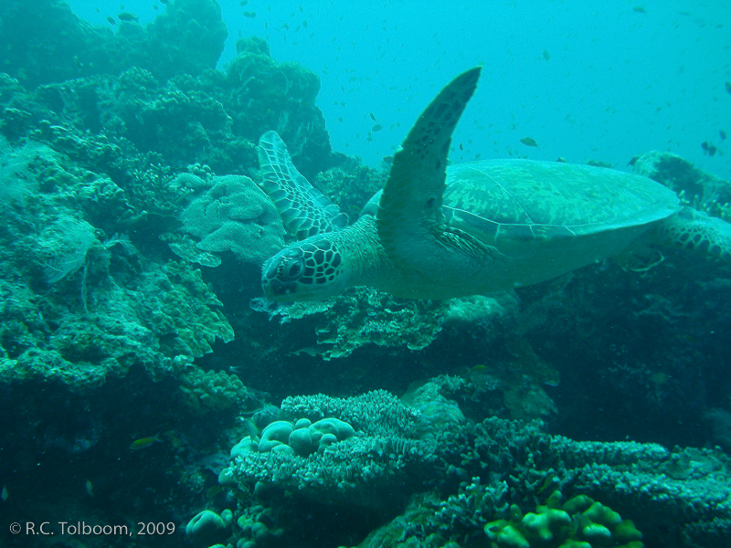 Sipadan and Mabul diving