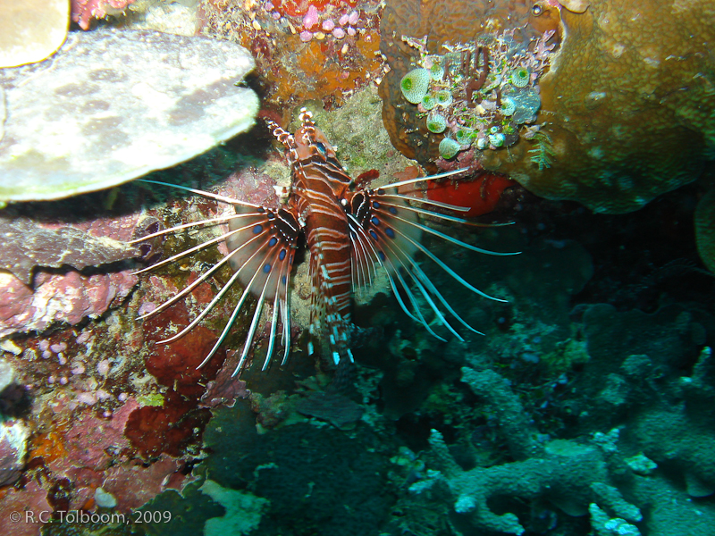 Sipadan and Mabul diving