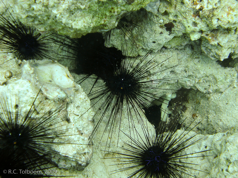 Sipadan and Mabul diving