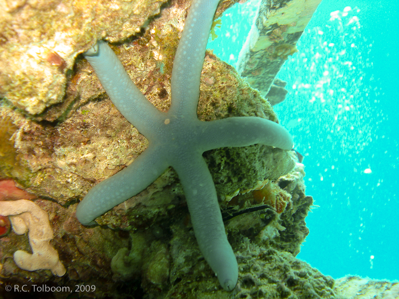 Sipadan and Mabul diving