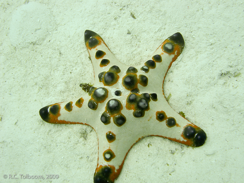 Sipadan and Mabul diving