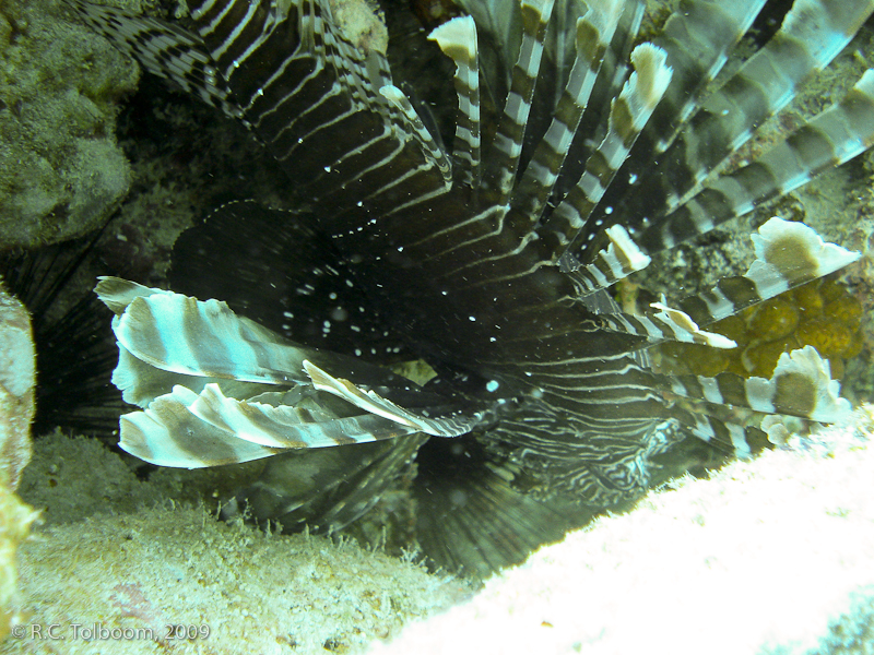 Sipadan and Mabul diving