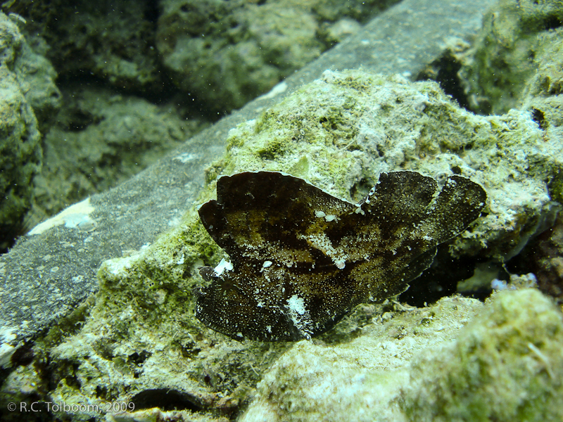 Sipadan and Mabul diving