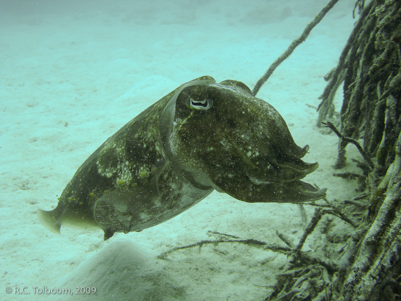 Sipadan and Mabul diving