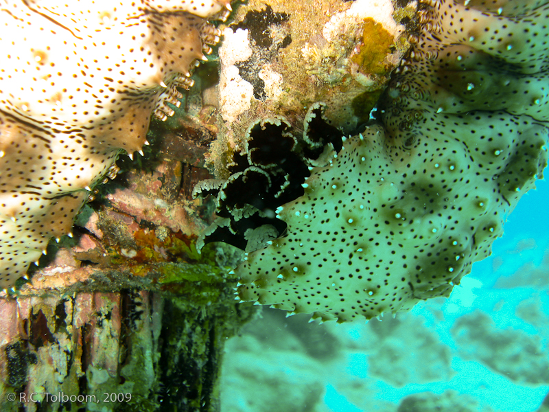 Sipadan and Mabul diving