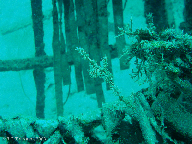 Sipadan and Mabul diving