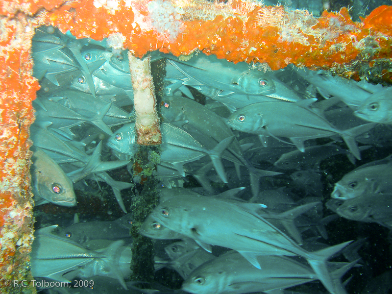 Sipadan and Mabul diving