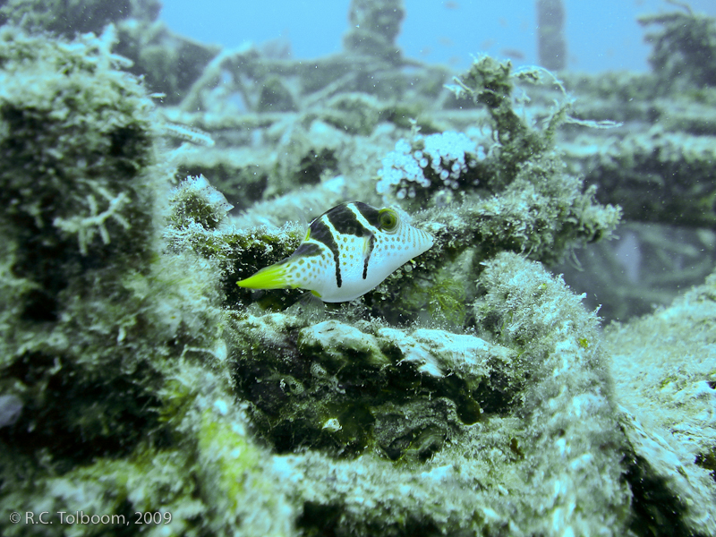 Sipadan and Mabul diving