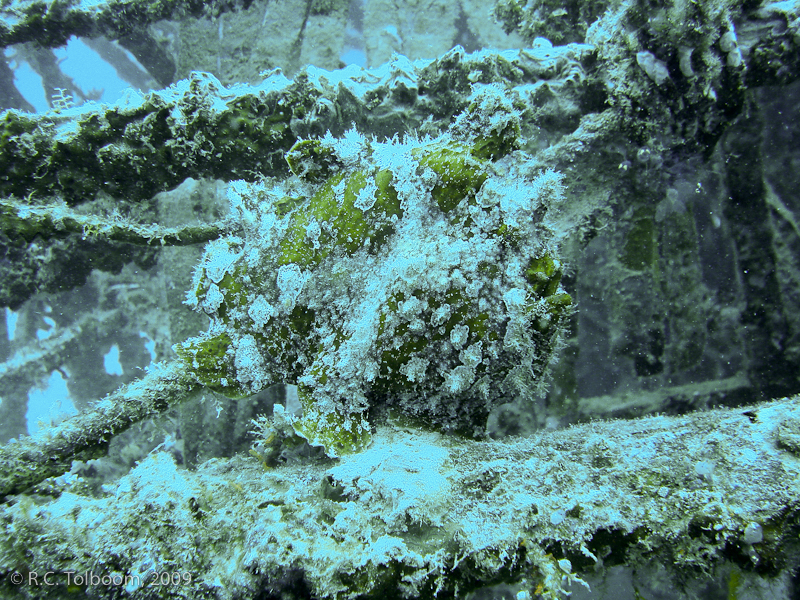 Sipadan and Mabul diving