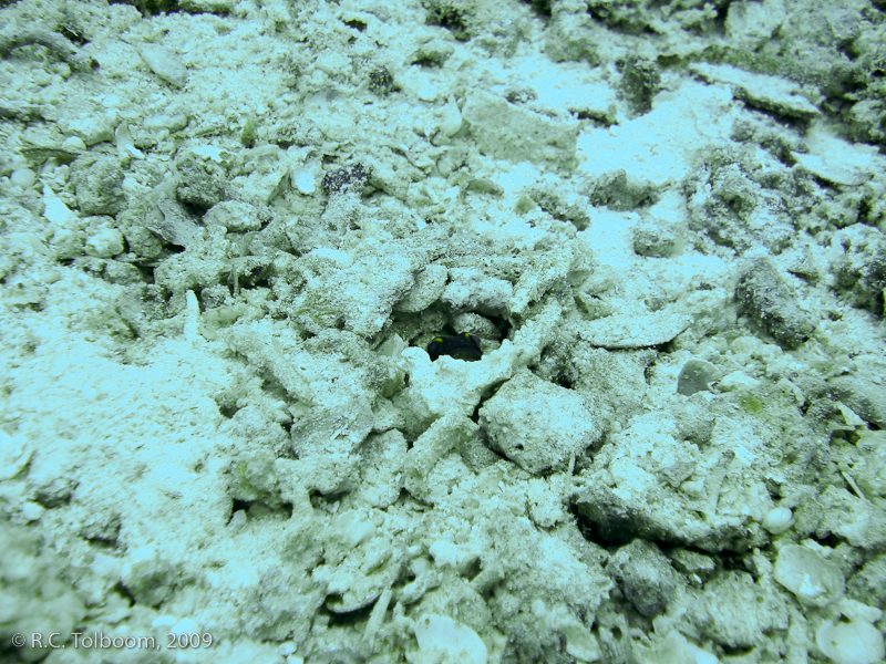 Sipadan and Mabul diving