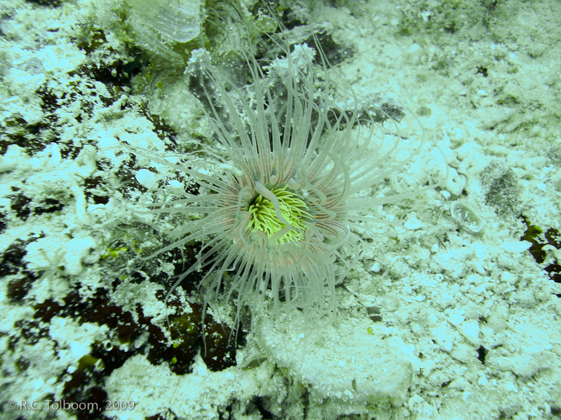 Sipadan and Mabul diving