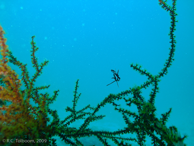 Sipadan and Mabul diving