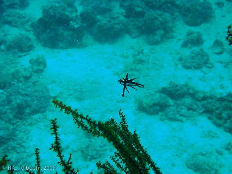 Sipadan and Mabul diving