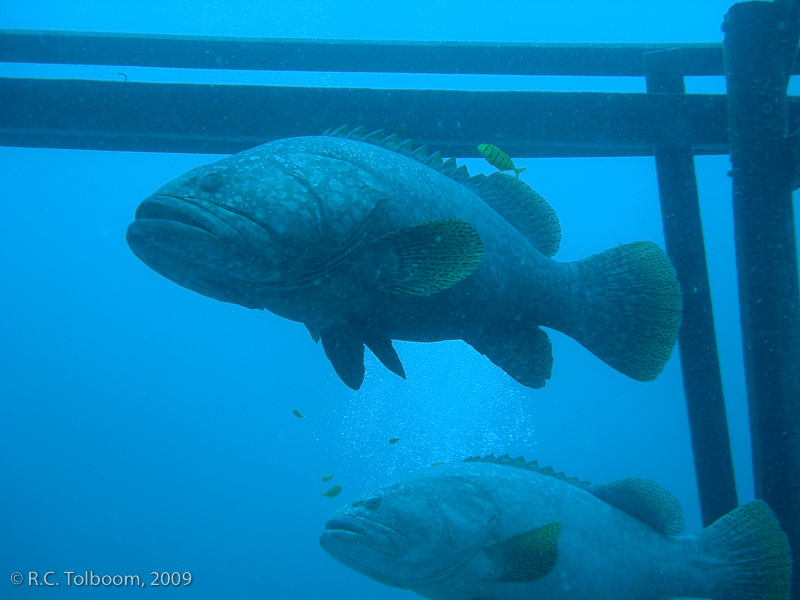 Sipadan and Mabul diving