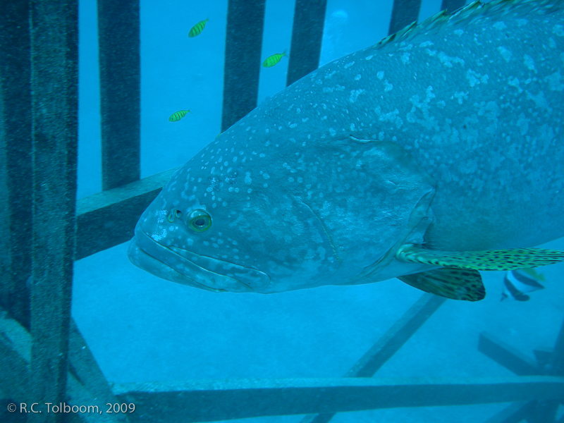 Sipadan and Mabul diving