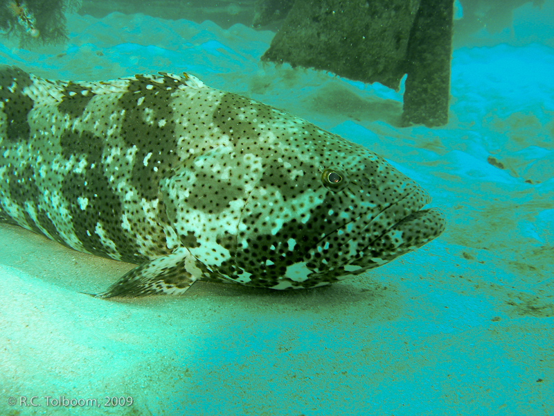 Sipadan and Mabul diving