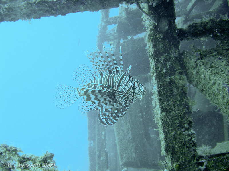 Sipadan and Mabul diving