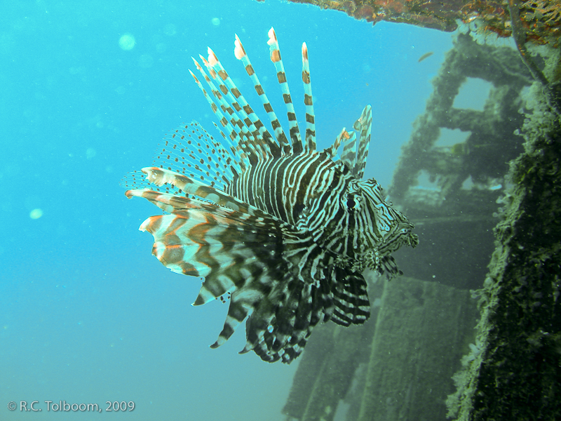 Sipadan and Mabul diving