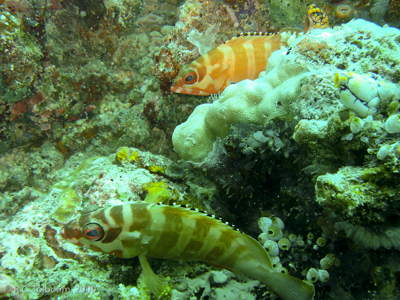 Sipadan and Mabul diving