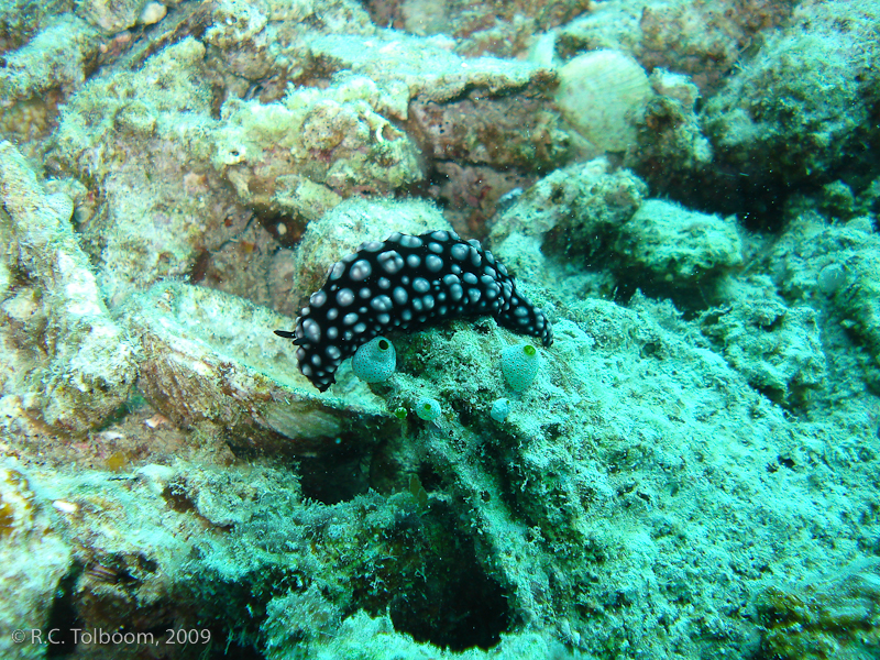 Sipadan and Mabul diving