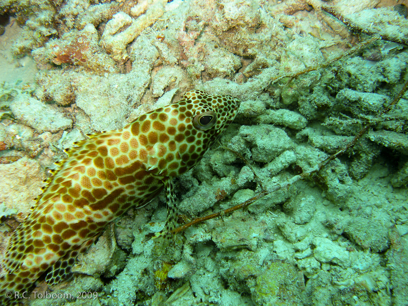 Sipadan and Mabul diving