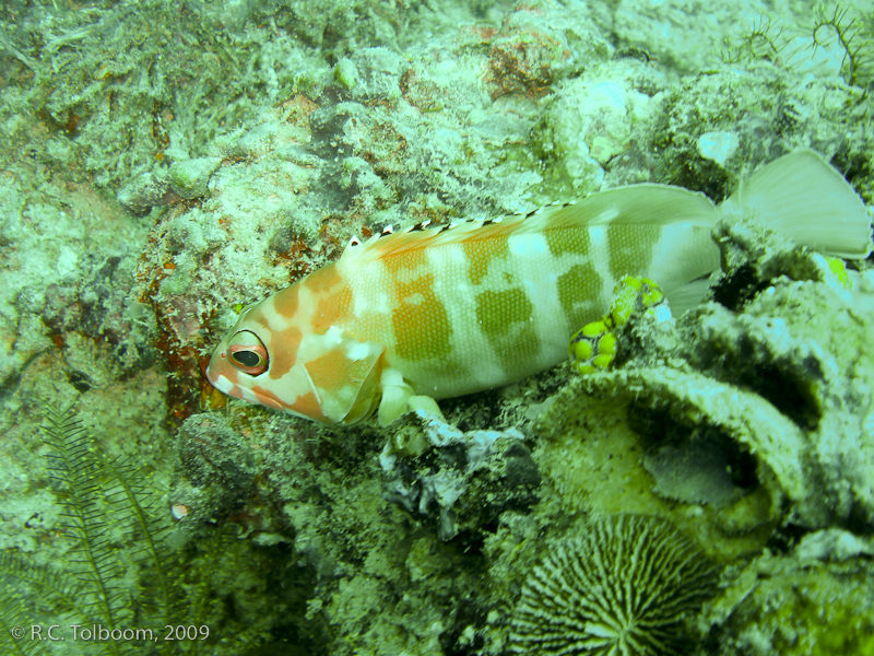 Sipadan and Mabul diving