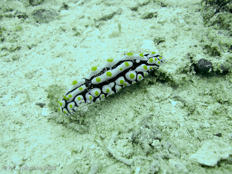 Sipadan and Mabul diving