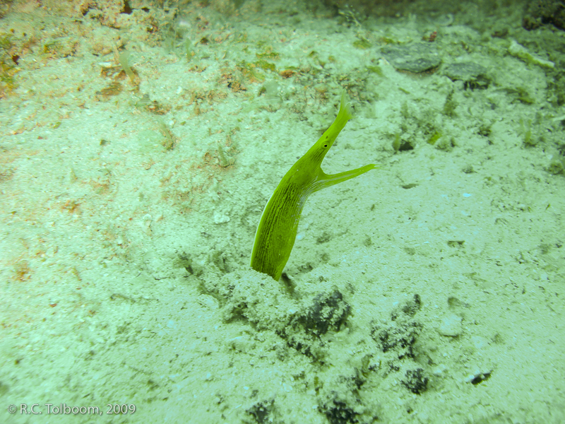 Sipadan and Mabul diving