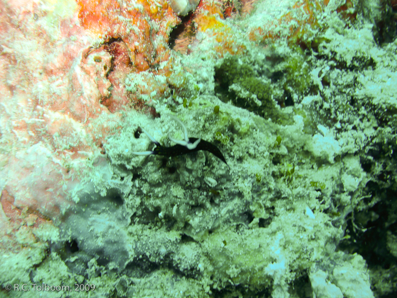 Sipadan and Mabul diving