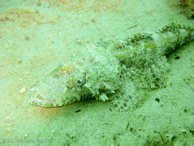 Sipadan and Mabul diving