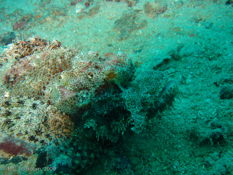 Sipadan and Mabul diving