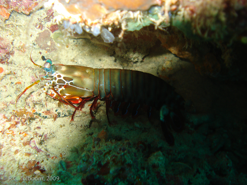 Sipadan and Mabul diving