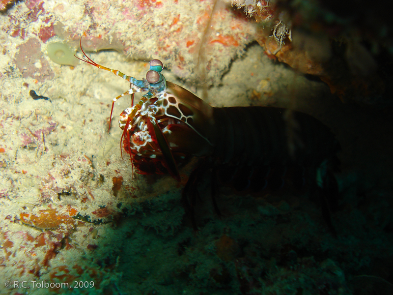 Sipadan and Mabul diving