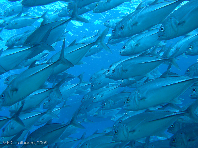 Sipadan and Mabul diving