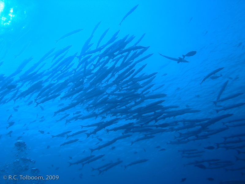 Sipadan and Mabul diving