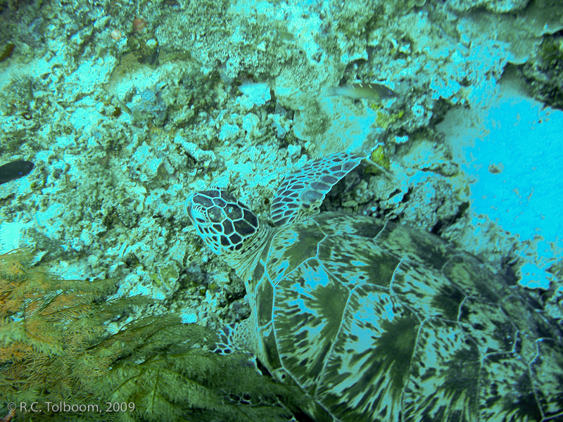 Sipadan and Mabul diving