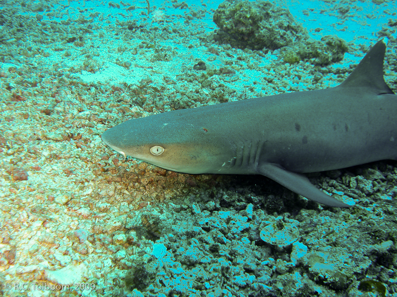 Sipadan and Mabul diving