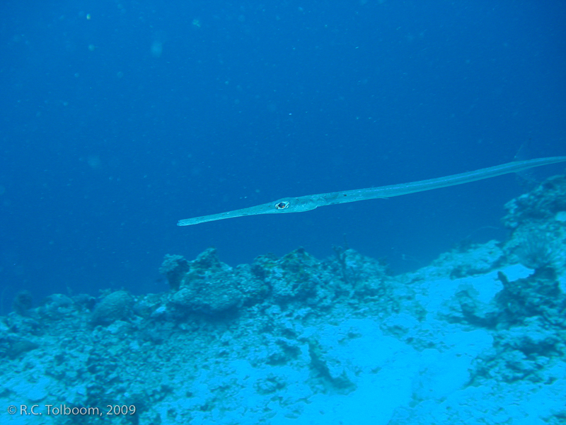 Sipadan and Mabul diving