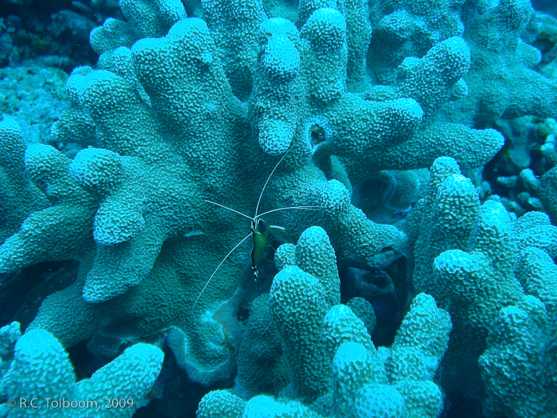 Sipadan and Mabul diving