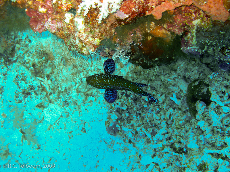 Sipadan and Mabul diving