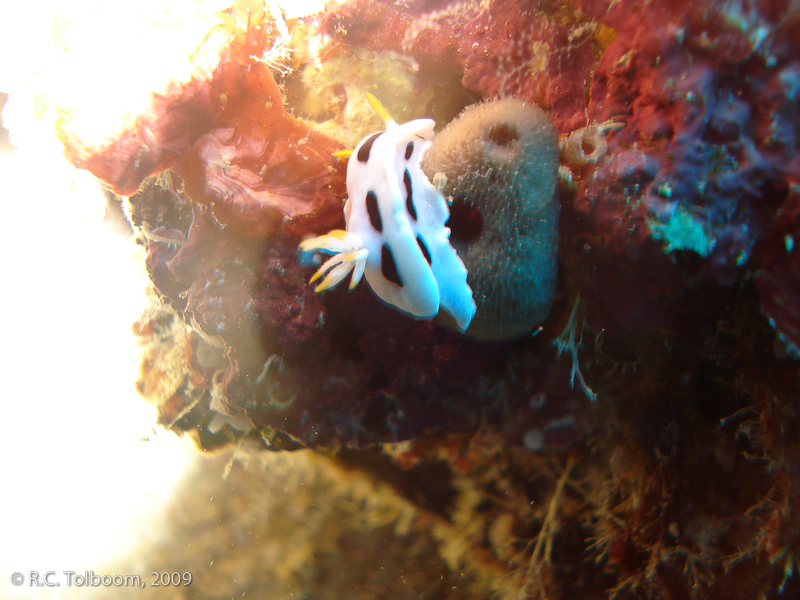 Sipadan and Mabul diving