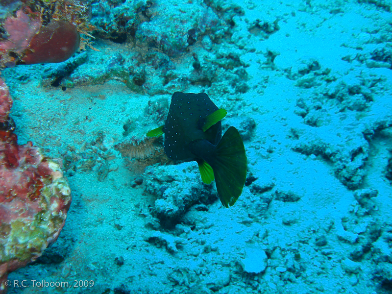 Sipadan and Mabul diving