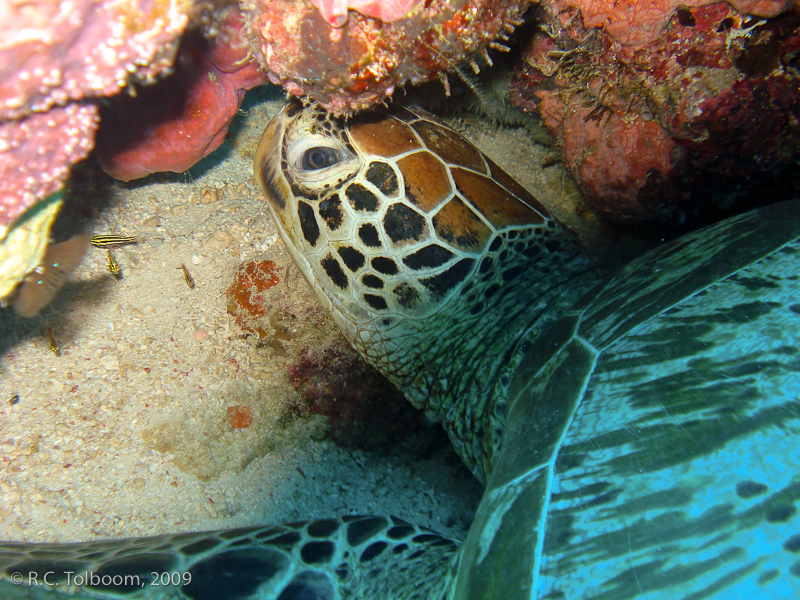 Sipadan and Mabul diving